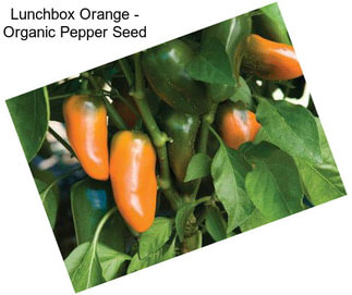 Lunchbox Orange - Organic Pepper Seed