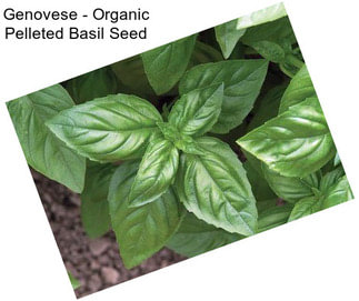 Genovese - Organic Pelleted Basil Seed