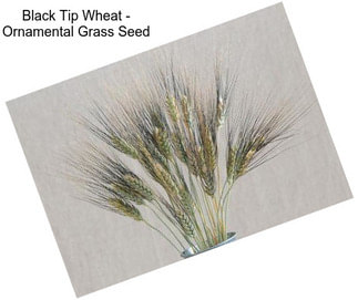 Black Tip Wheat - Ornamental Grass Seed