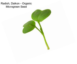 Radish, Daikon - Organic Microgreen Seed