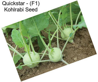 Quickstar - (F1) Kohlrabi Seed