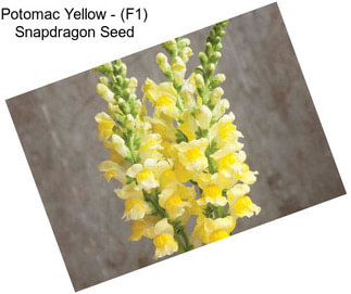 Potomac Yellow - (F1) Snapdragon Seed