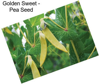 Golden Sweet - Pea Seed