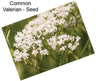 Common Valerian - Seed