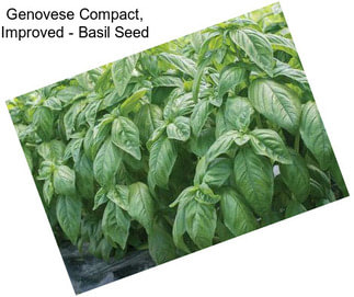 Genovese Compact, Improved - Basil Seed