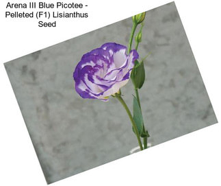 Arena III Blue Picotee - Pelleted (F1) Lisianthus Seed