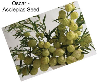 Oscar - Asclepias Seed