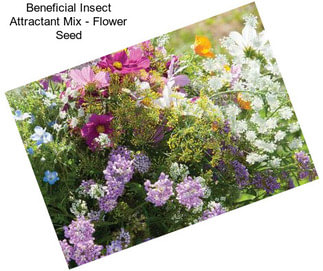 Beneficial Insect Attractant Mix - Flower Seed