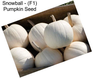 Snowball - (F1) Pumpkin Seed