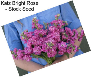 Katz Bright Rose - Stock Seed