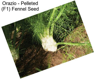Orazio - Pelleted (F1) Fennel Seed