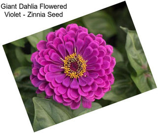 Giant Dahlia Flowered Violet - Zinnia Seed