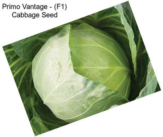 Primo Vantage - (F1) Cabbage Seed