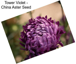 Tower Violet - China Aster Seed