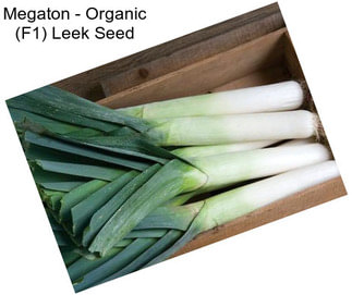 Megaton - Organic (F1) Leek Seed