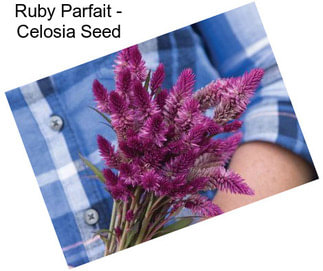 Ruby Parfait - Celosia Seed