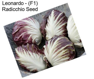 Leonardo - (F1) Radicchio Seed