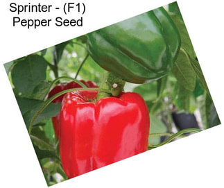 Sprinter - (F1) Pepper Seed