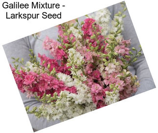 Galilee Mixture - Larkspur Seed