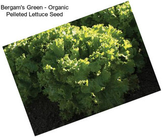 Bergam\'s Green - Organic Pelleted Lettuce Seed