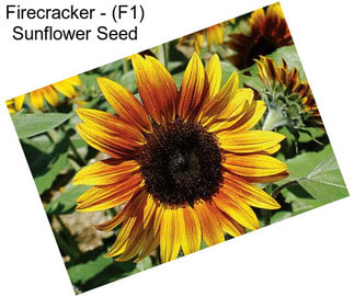 Firecracker - (F1) Sunflower Seed