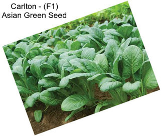 Carlton - (F1) Asian Green Seed