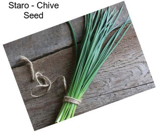 Staro - Chive Seed