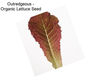 Outredgeous - Organic Lettuce Seed