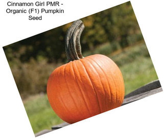Cinnamon Girl PMR - Organic (F1) Pumpkin Seed