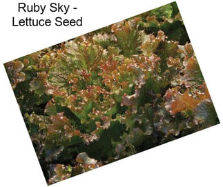 Ruby Sky - Lettuce Seed