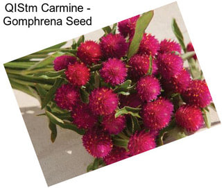 QIStm Carmine - Gomphrena Seed
