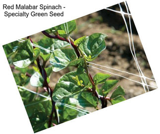 Red Malabar Spinach - Specialty Green Seed