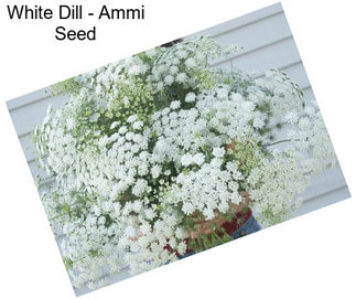White Dill - Ammi Seed