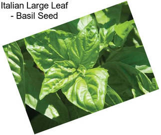 Italian Large Leaf - Basil Seed