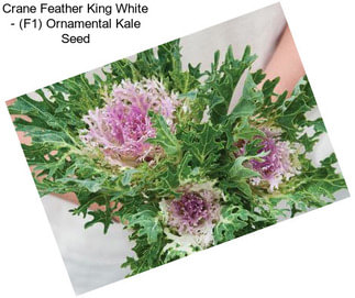 Crane Feather King White - (F1) Ornamental Kale Seed