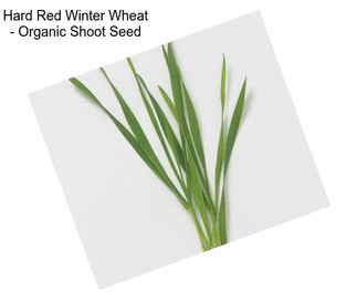 Hard Red Winter Wheat - Organic Shoot Seed