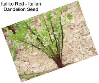 Italiko Red - Italian Dandelion Seed