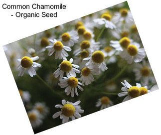 Common Chamomile - Organic Seed