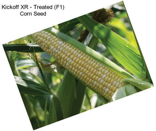 Kickoff XR - Treated (F1) Corn Seed