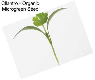 Cilantro - Organic Microgreen Seed