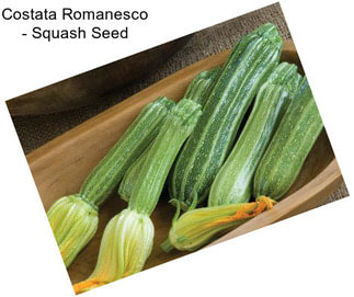 Costata Romanesco - Squash Seed