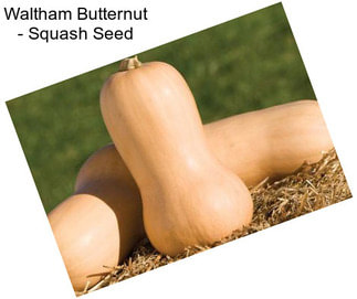 Waltham Butternut - Squash Seed