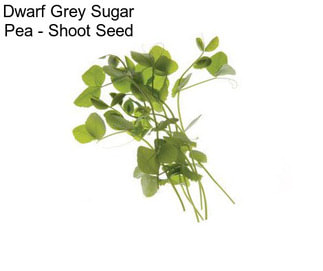 Dwarf Grey Sugar Pea - Shoot Seed