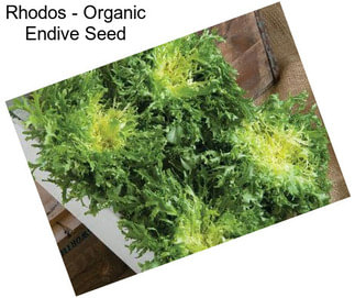 Rhodos - Organic Endive Seed