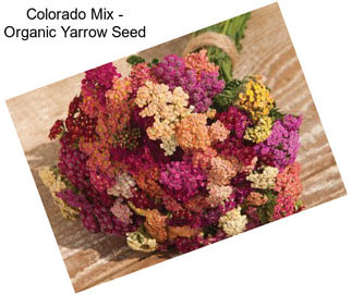 Colorado Mix - Organic Yarrow Seed