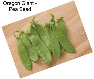Oregon Giant - Pea Seed