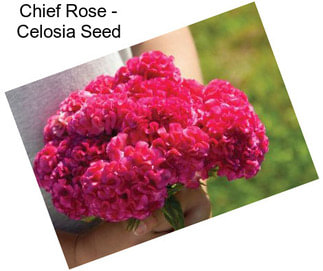 Chief Rose - Celosia Seed