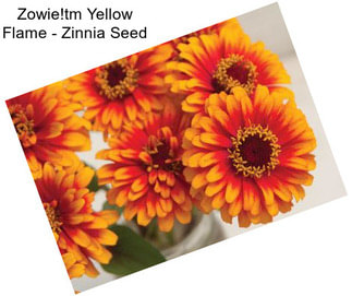 Zowie!tm Yellow Flame - Zinnia Seed