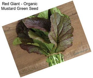 Red Giant - Organic Mustard Green Seed