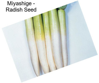 Miyashige - Radish Seed